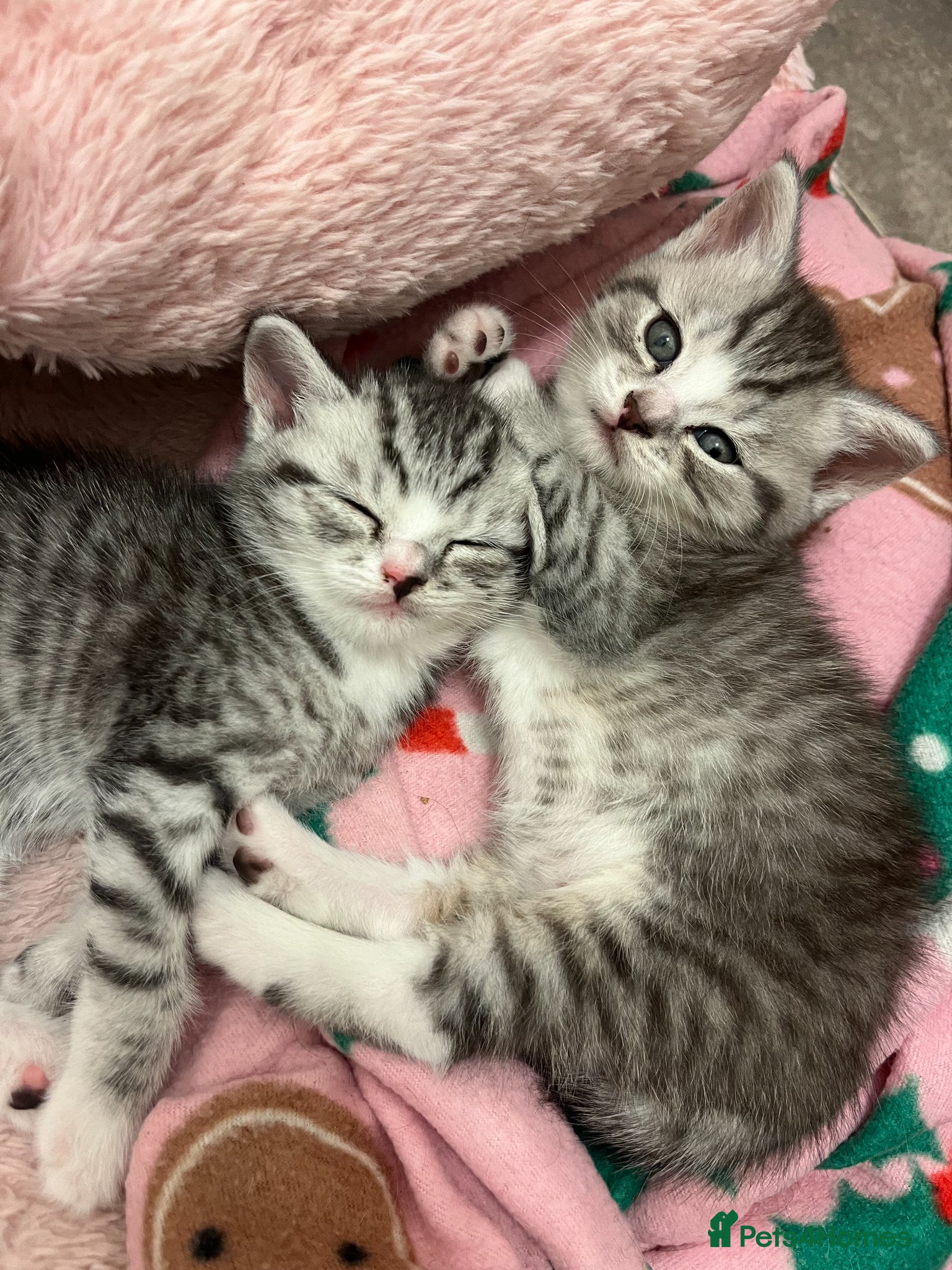 British Shorthair cats BRITISH SHORT HAIRED -SILVER TABBY - Advert 3