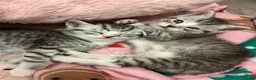 British Shorthair cats for sale: BRITISH SHORT HAIRED -SILVER TABBY - Advert 1