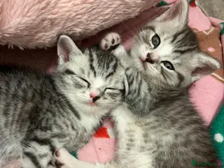 British Shorthair cats BRITISH SHORT HAIRED -SILVER TABBY - Advert 5