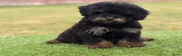 Toy Poodle dogs for sale: Beautiful toy poodle puppies  - Advert 4