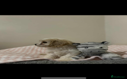 Cavachon dogs for sale: Cavachon Puppies  - Advert 16