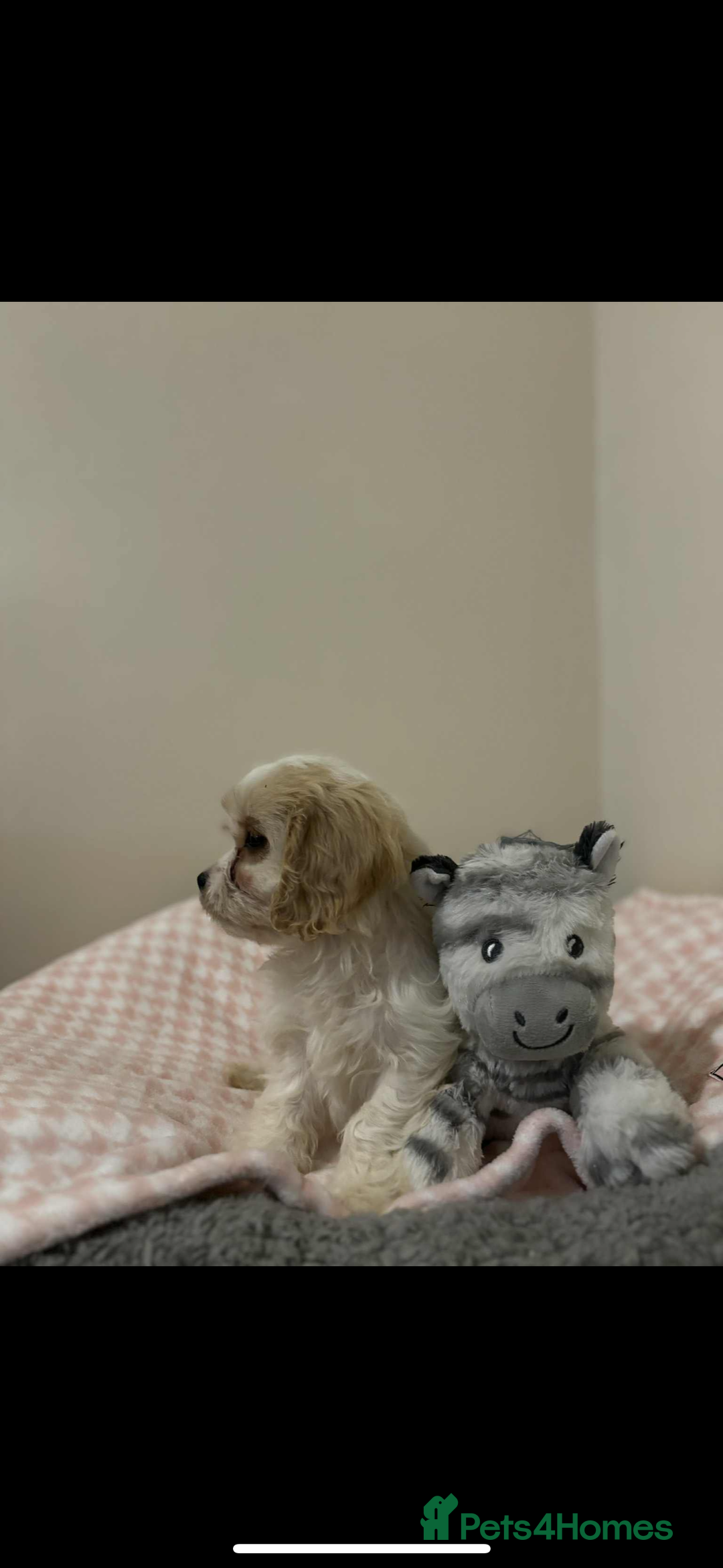 Cavachon dogs for sale: Cavachon Puppies  - Advert 16