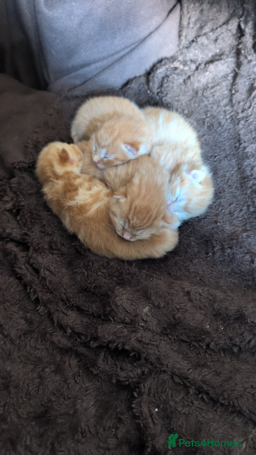 Mixed Breed cats for sale: 4 Beautiful Ginger Kittens - Advert 5