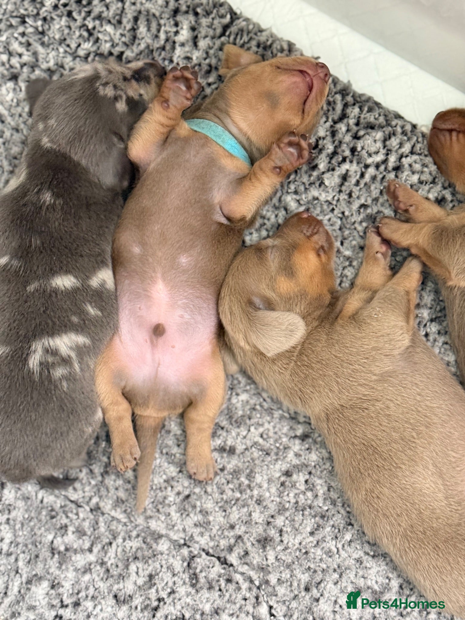 Miniature Dachshund dogs Ready TODAY KC mini dachshunds - Advert 2