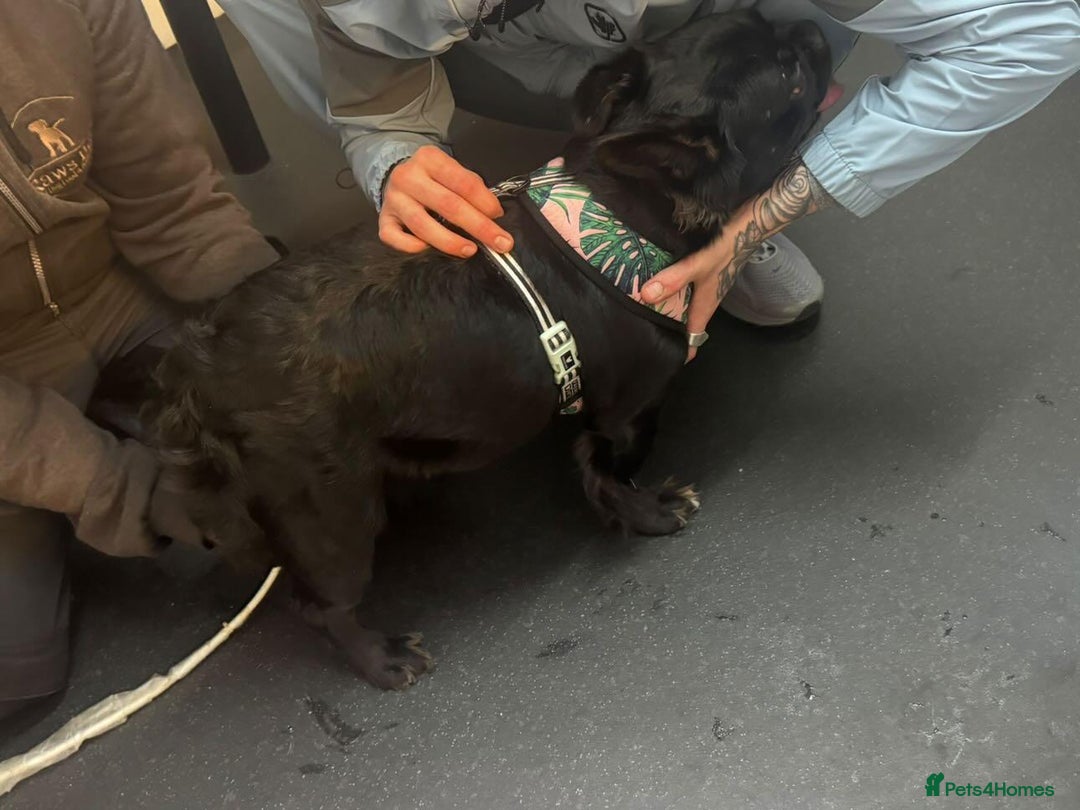 French Bulldog dogs for sale: HIGH QUALITY FLUFFY FRENCHIES  - Advert 22