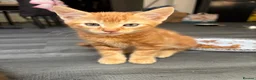 Mixed Breed cats for sale: Adorable Kittens Looking for Loving Homes!  - Advert 33