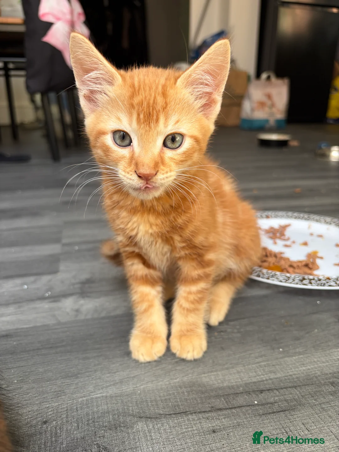 Mixed Breed cats for sale: Adorable Kittens Looking for Loving Homes!  - Advert 33