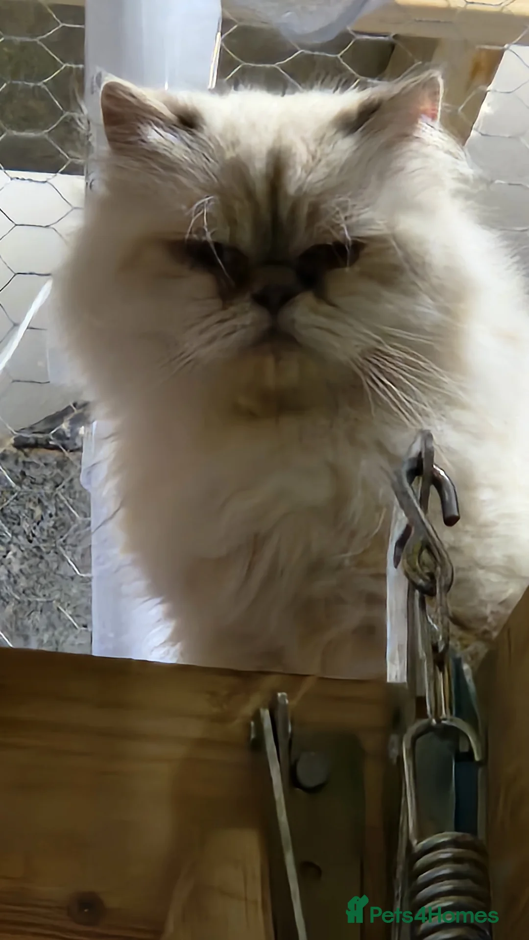 Persian cats for sale: Persian Queen, GCCF Active - Advert 6