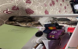 Mixed Breed cats for sale: 6 friendly tabby kittens - Image 19