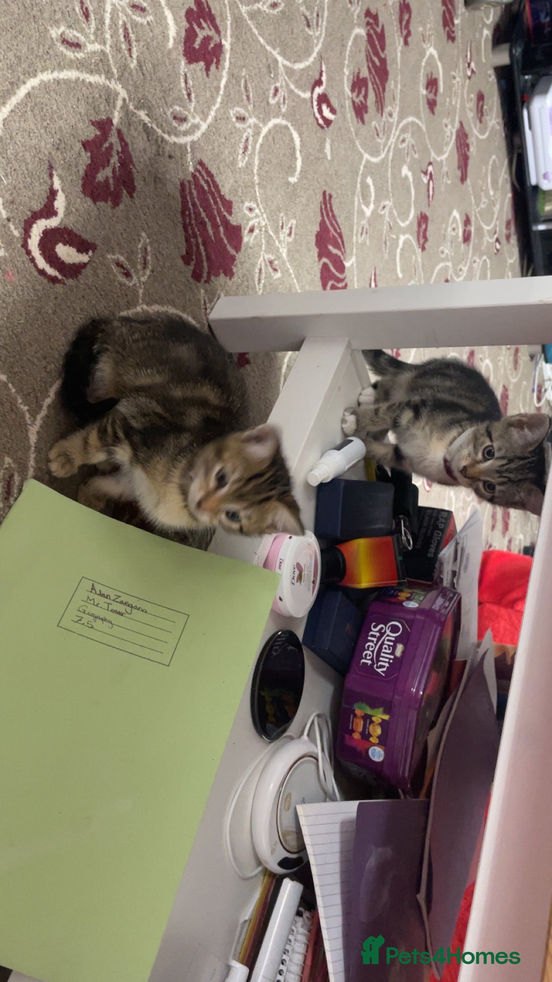 Mixed Breed cats for sale: 6 friendly tabby kittens - Image 19