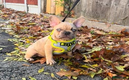 French Bulldog dogs for sale: 🌟 French Bulldog Puppy Ready 4 His Forever Home🌟 - Image 2