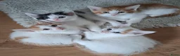 British Shorthair cats for sale: 6 beautiful kittens  in Tipton - Advert 30