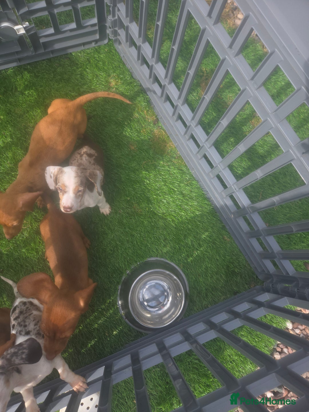 Miniature Dachshund dogs for sale: 4 gorgeous miniature daschunds - Image 3