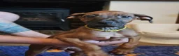 Rhodesian Ridgeback dogs for sale: K.c registered DNA clear pups  - Advert 6