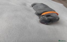 Staffordshire Bull Terrier dogs for sale: Blue Staffordshire Bull Terrier 🐶 Puppies 🐶 - Image 11