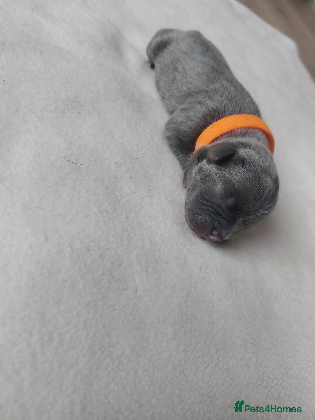 Staffordshire Bull Terrier dogs for sale: Blue Staffordshire Bull Terrier 🐶 Puppies 🐶 - Image 11