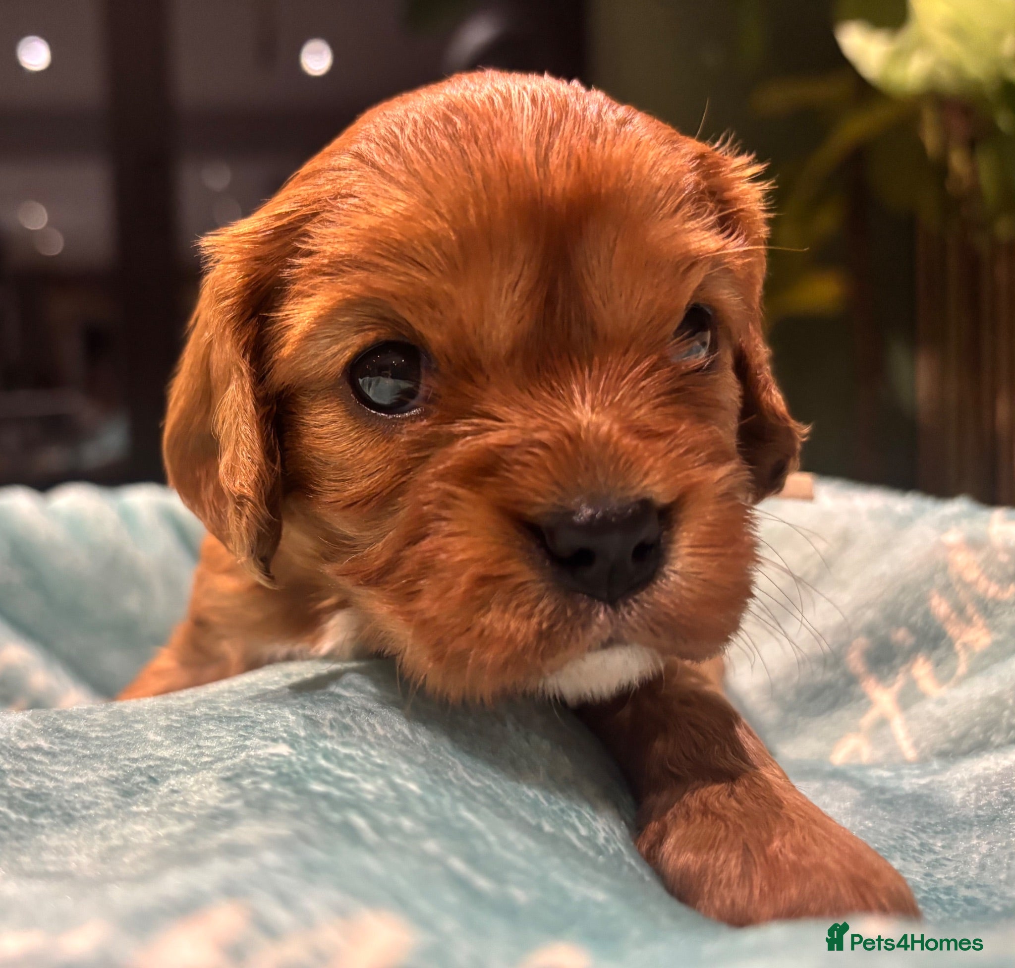 Cavalier King Charles Spaniel dogs Beautiful KC reg CKCS litter 💛  - Advert 1