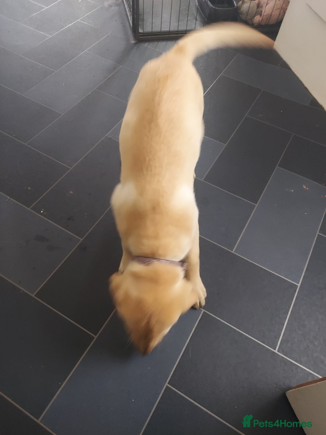 Labrador Retriever dogs for sale: 12 week old golden labrador girl - Image 5