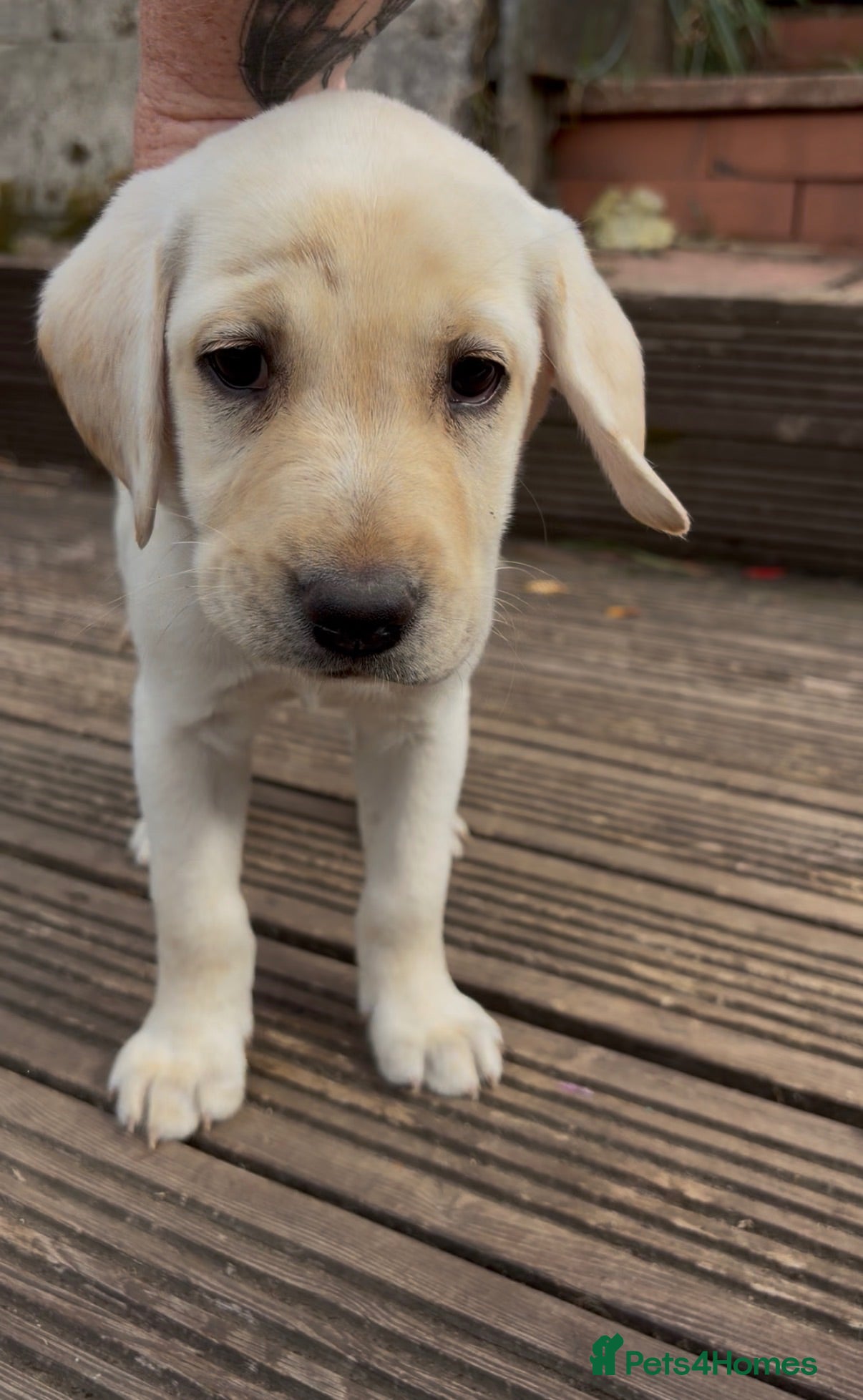 Labrador Retriever dogs 💙💚PRICE DROPPED LAST pedigree boys 💙💚  - Advert 13
