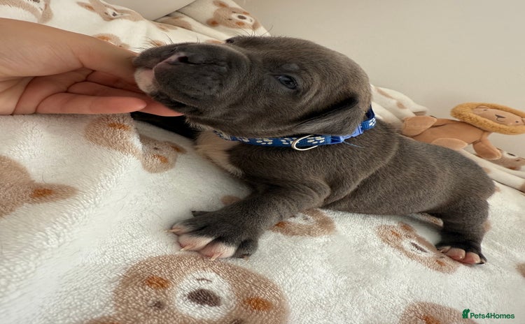 Staffordshire Bull Terrier dogs - Advert 2