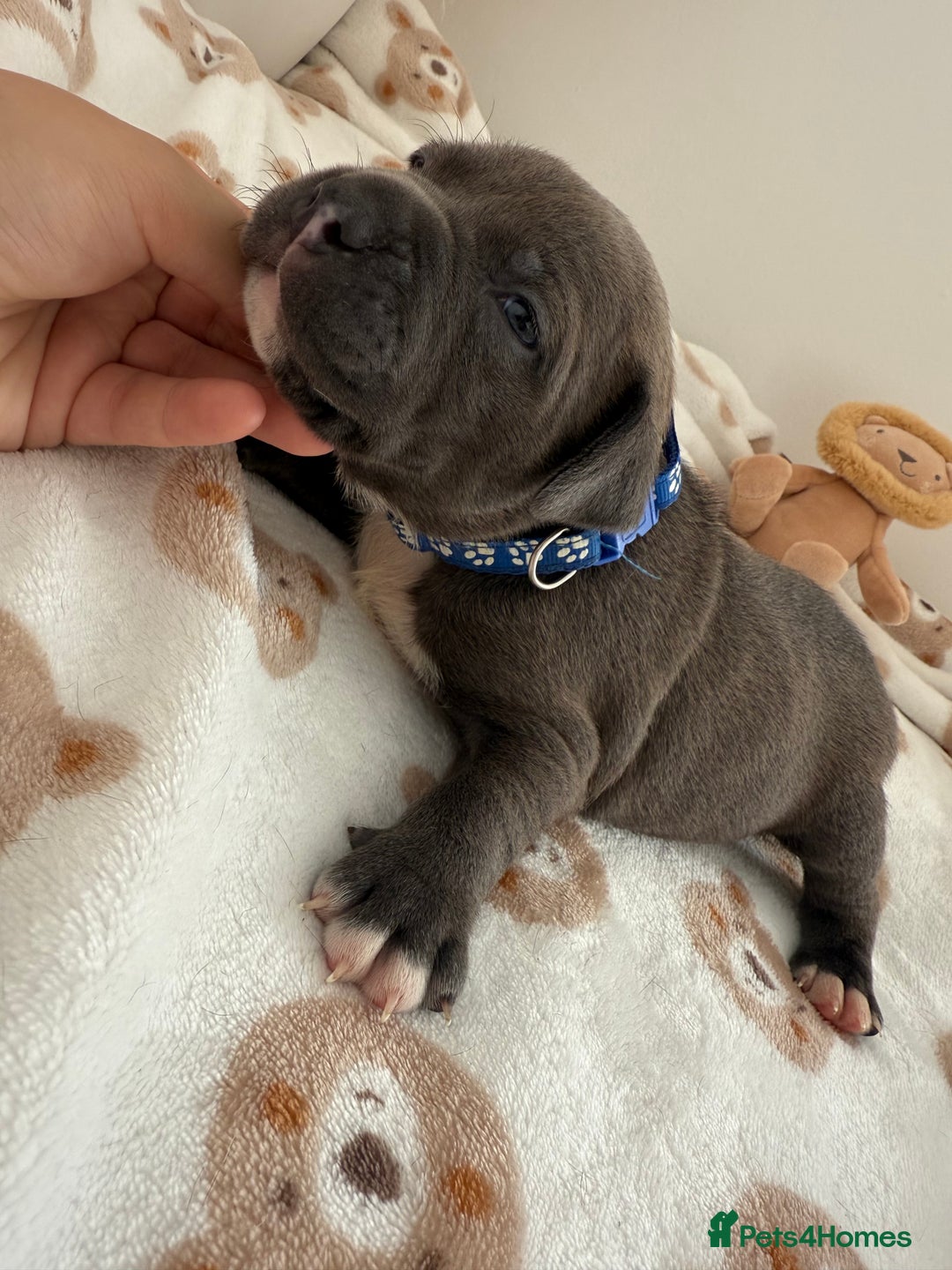 Staffordshire Bull Terrier dogs for sale: Beautiful puppies Staffordshire bull terrier  - Image 1
