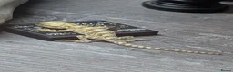 Bearded Dragon reptiles for sale: 11 Baby Rankin Dragons  in Nottingham - Advert 6