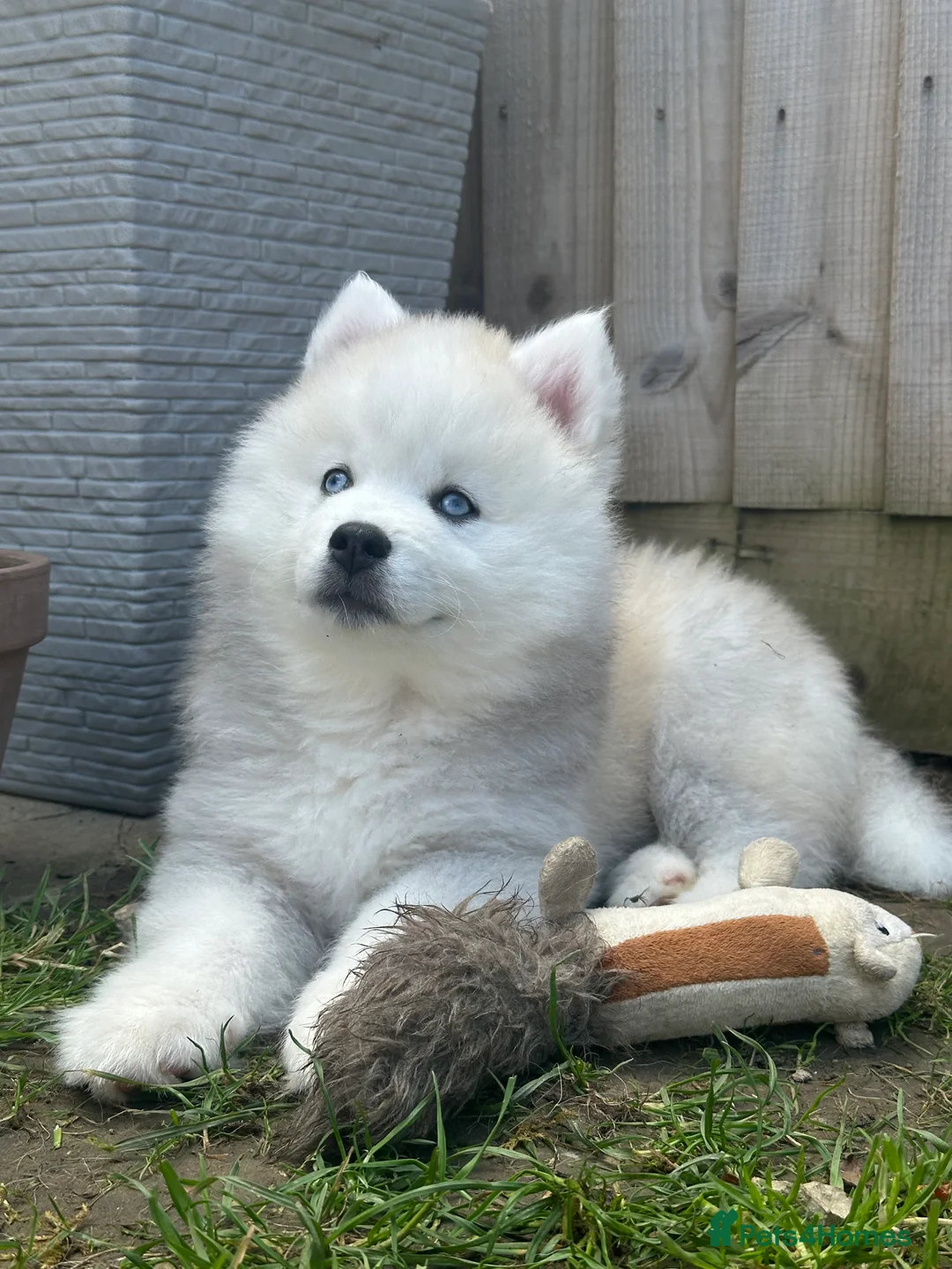 Pomsky dogs for stud: Stunning icy blue eyed F2 Pomsky stud proven  in Dunstable - Advert 11