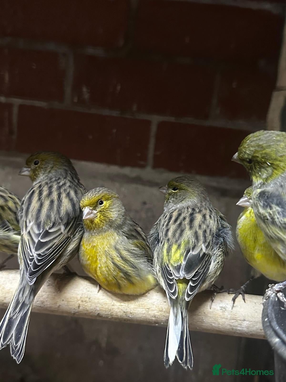Mixed Breed birds Birds for sale *read description*  - Advert 2