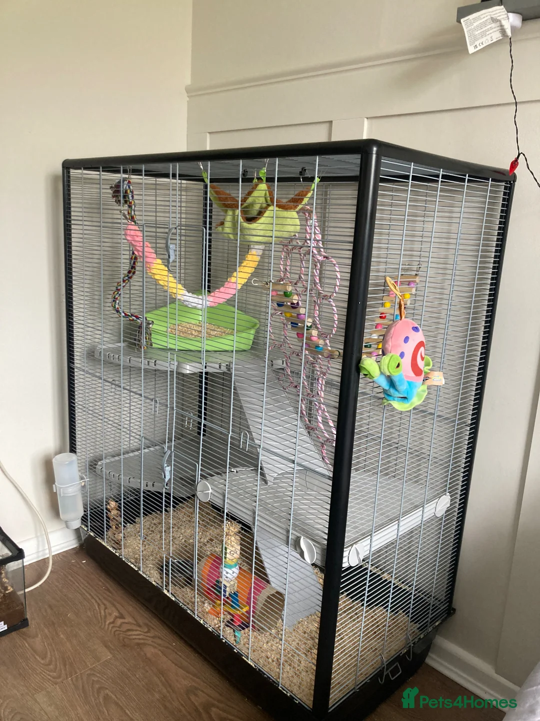 Rat rodents for sale: 3 male rats and setup - Advert 5