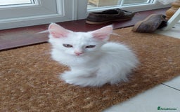 Maine Coon cats for sale: 4 Maine coon kittens white or ginger - Image 7
