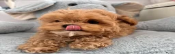 Maltipoo dogs for sale: 🧸READY NOW True Asian Maltipoo Pups DNA Clear🧸 - Advert 3