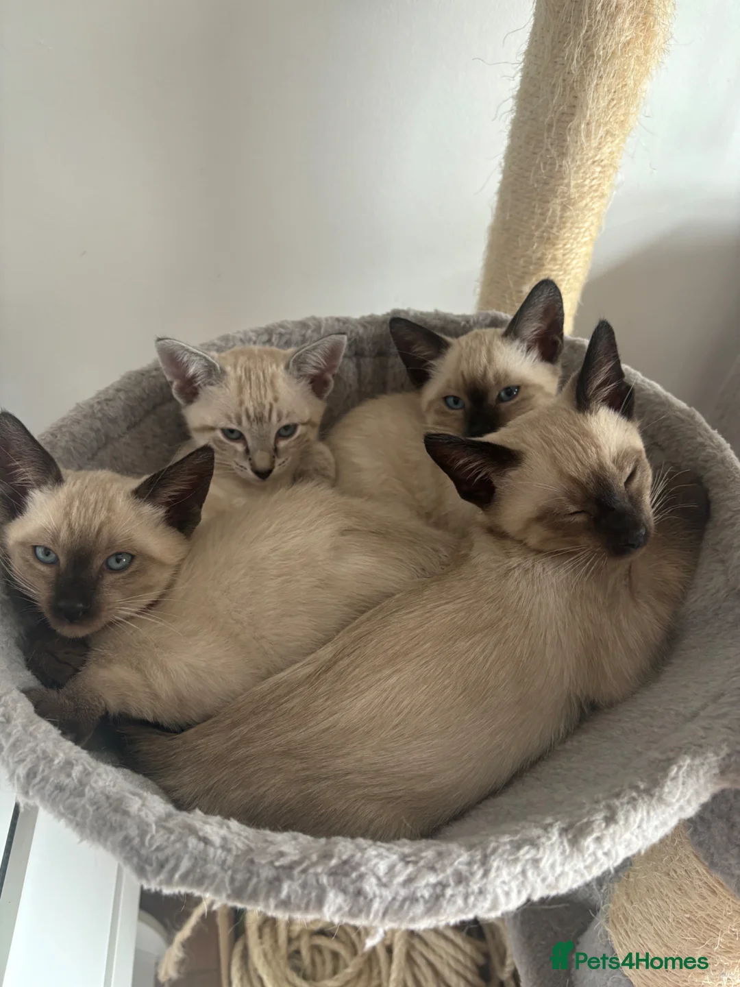 Siamese cats for sale: 5 Adorable Kittens Looking for Their Forever Homes - Advert 1