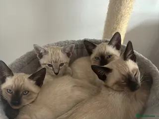 Siamese cats Social & Affectionate Siamese Kittens - Advert 1