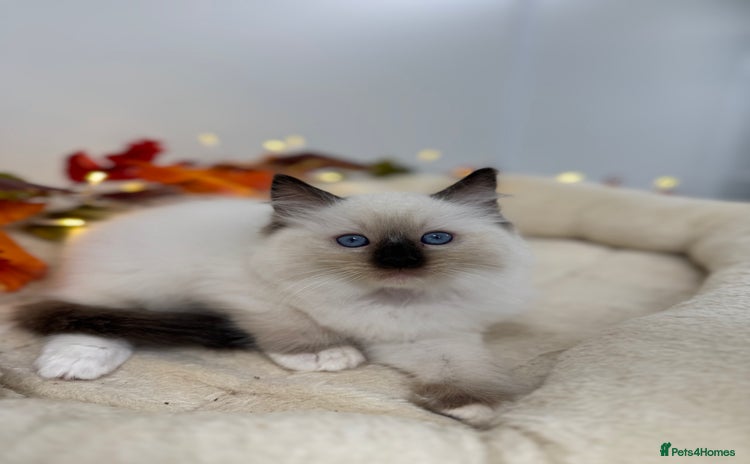 Ragdoll cats - Advert 4