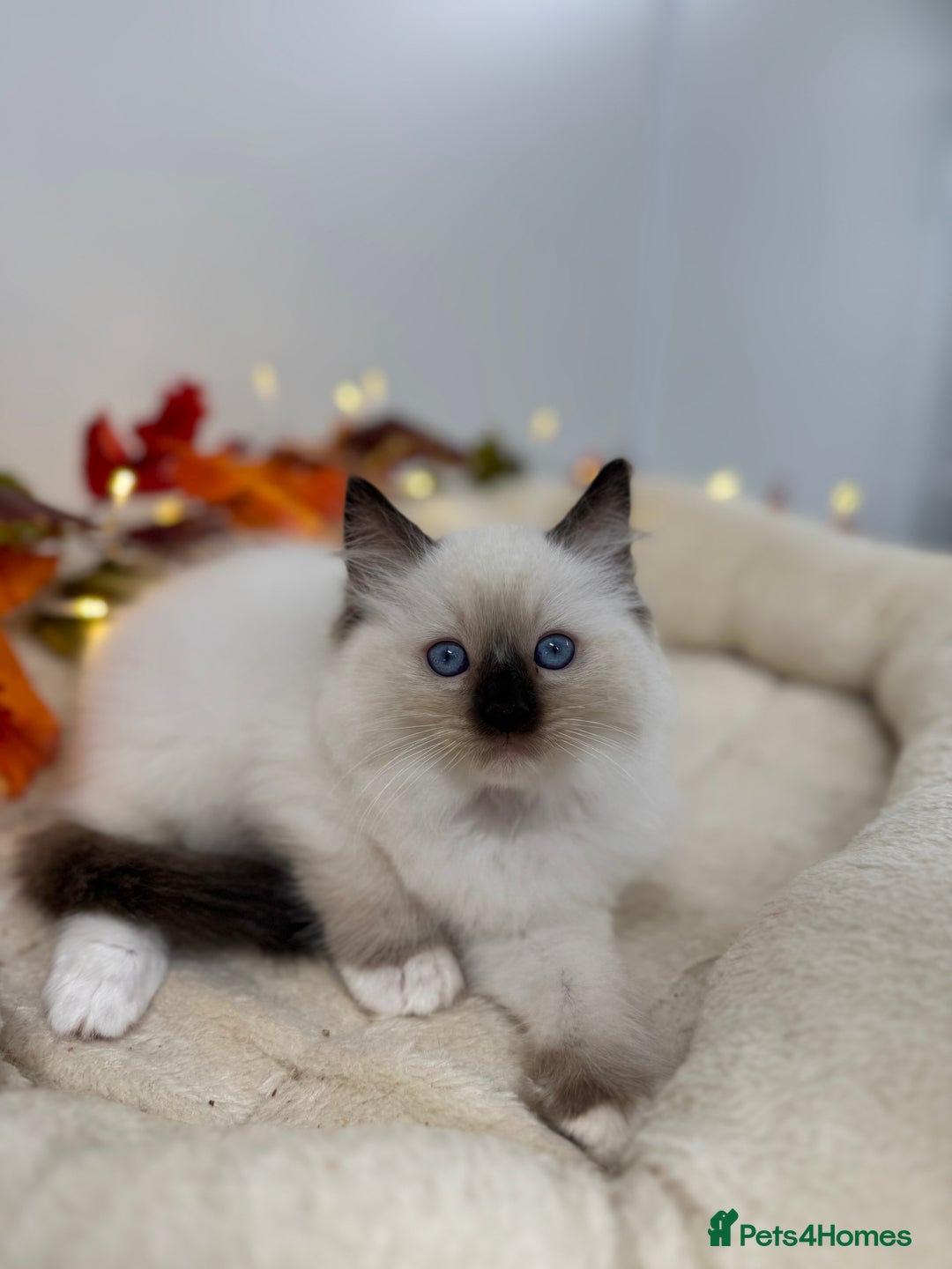 Ragdoll cats for sale: Adorable Ragdoll Kittens - GCCF registered - Image 1