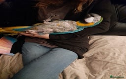 Macaws birds for sale: Needing a forever home  - Image 2