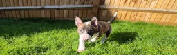 English Bull Terrier dogs for sale: KCRegi EBT English Bull Terrier Puppies–Top Line - Advert 14