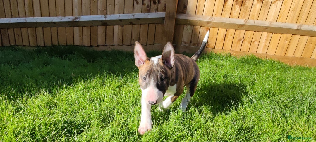 English Bull Terrier dogs for sale: KCRegistered English Bull Terrier Puppies–Top Line - Image 13