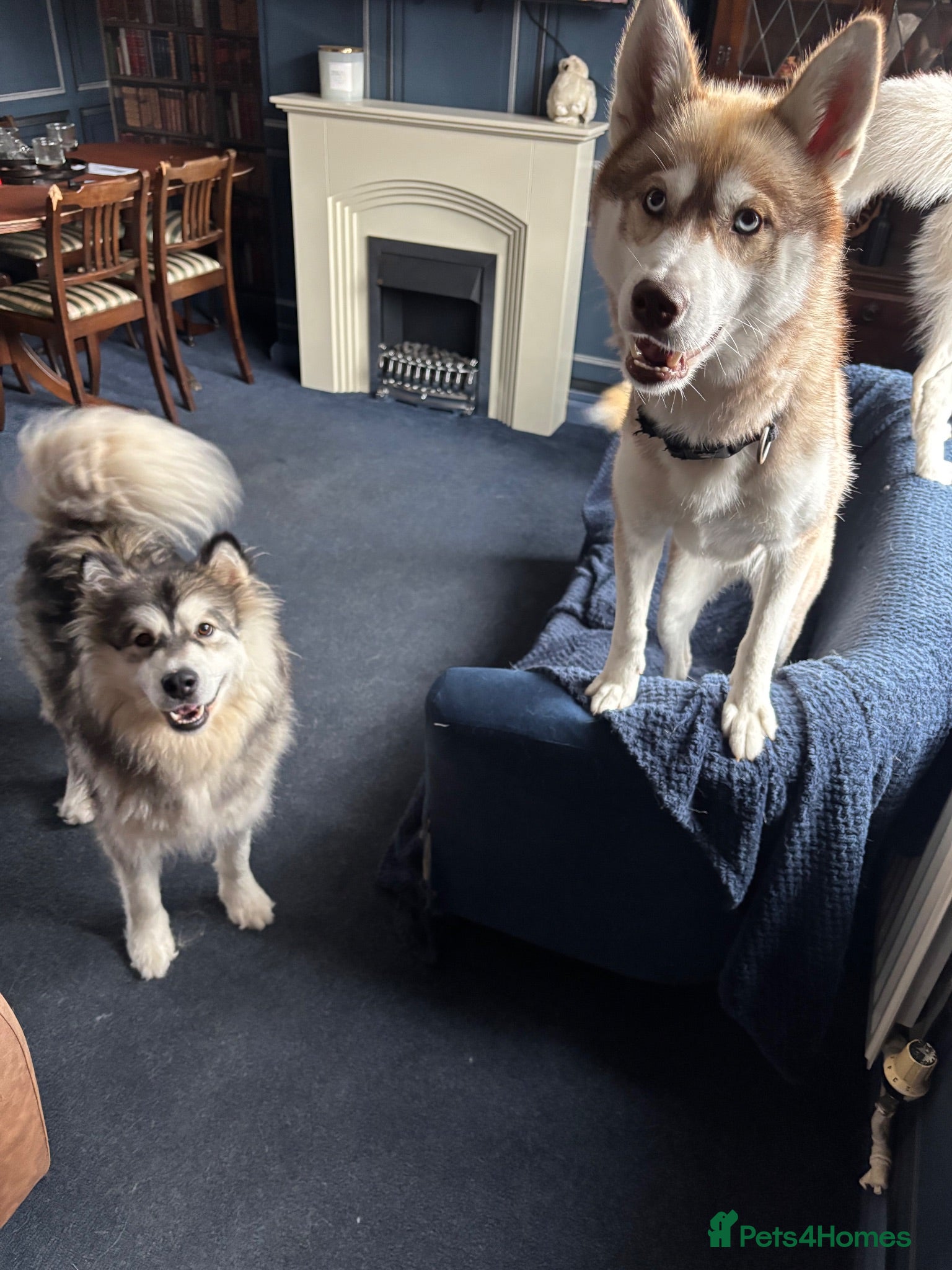 Mixed Breed dogs Siberian husky and Alaskan malamute - Advert 1