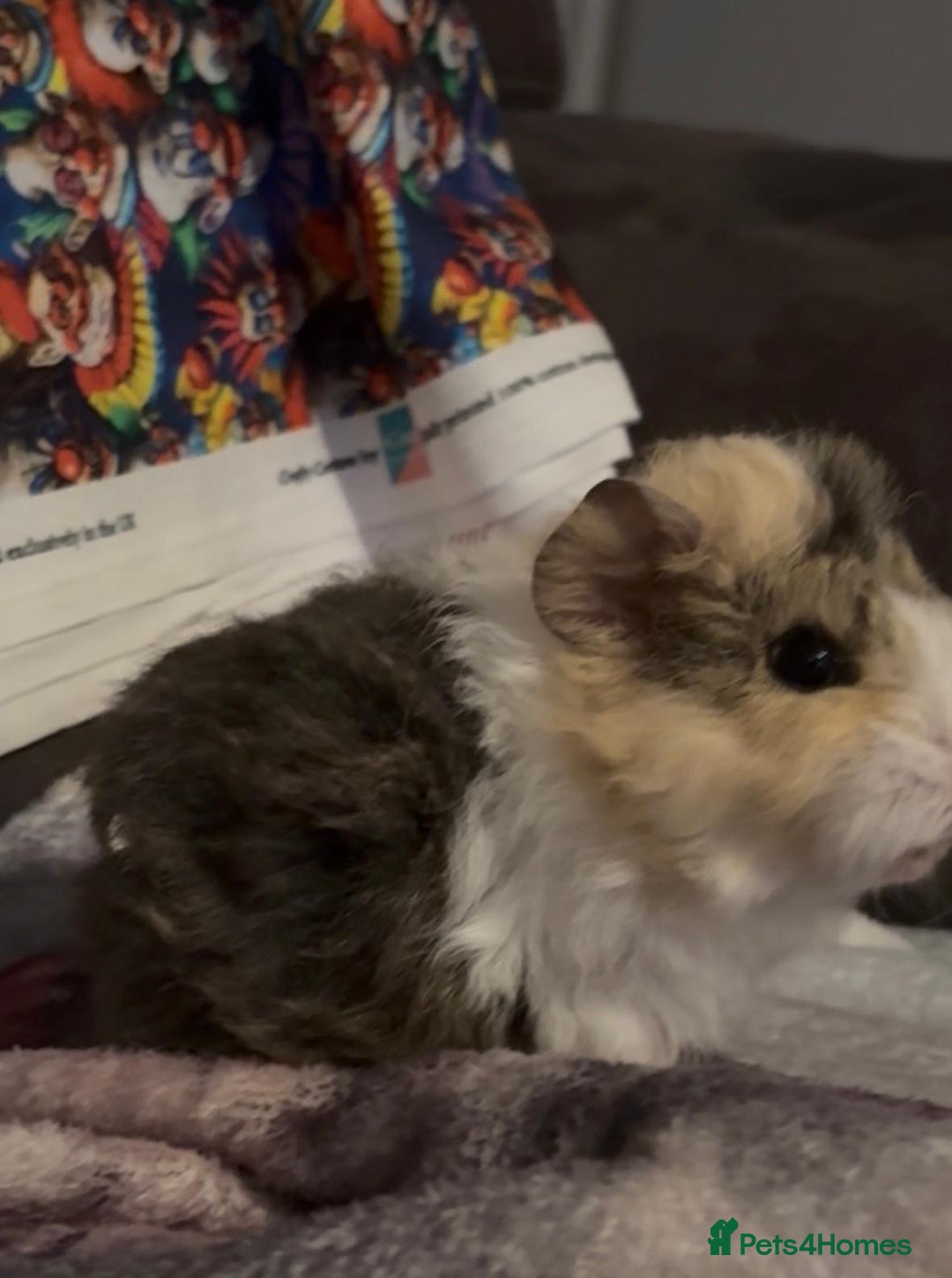 Guinea Pig rodents for sale: Gorgeous Baby Piggies 3 x Girls - Image 5