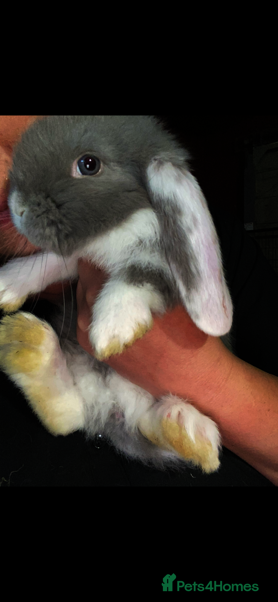 French Lop rabbits for sale: Stunning French lop bunnies  - Image 3