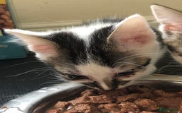 Mixed Breed cats for sale: 6 kittens - Image 4