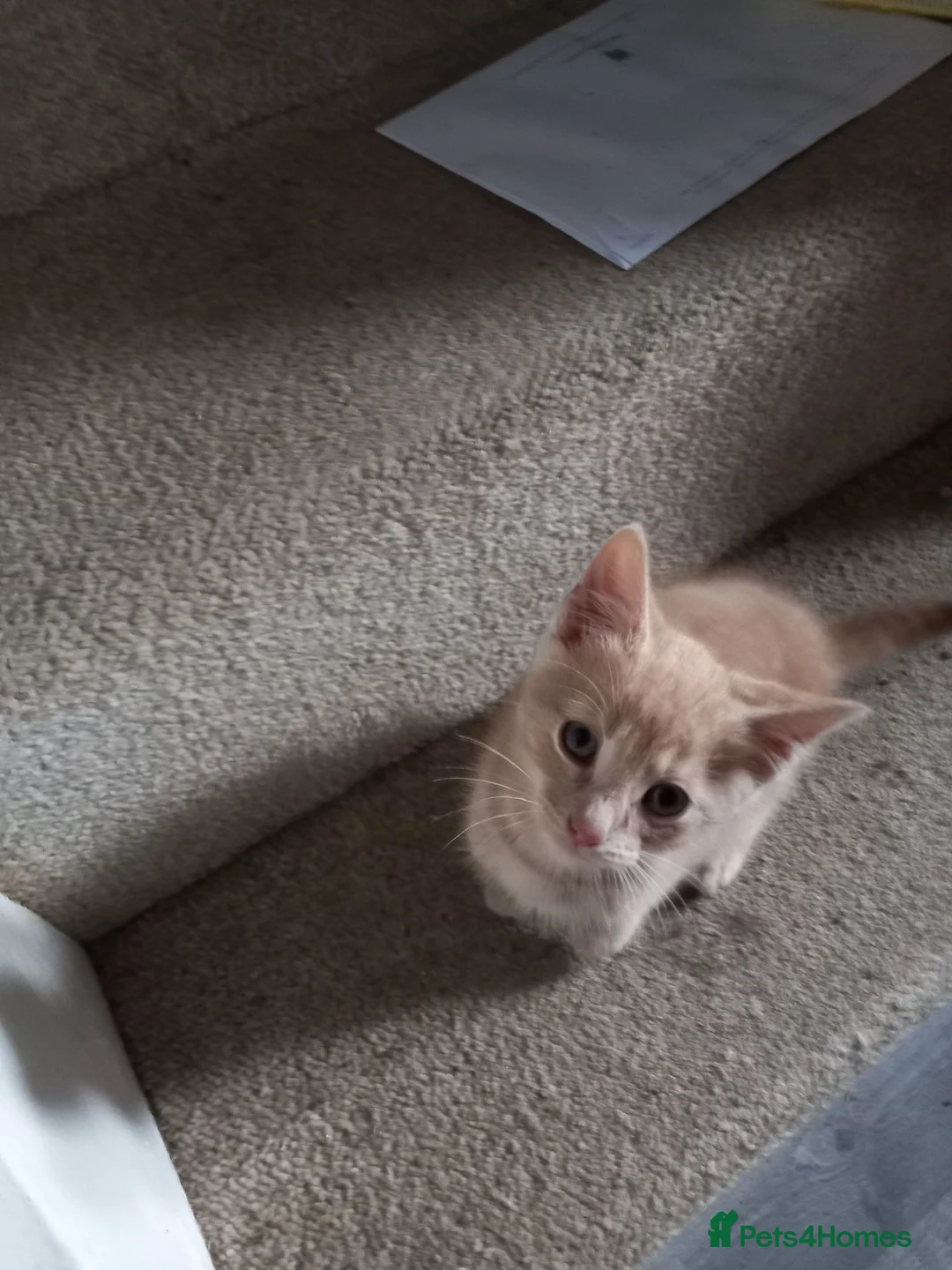 Mixed Breed cats for sale: Kitten - Advert 1