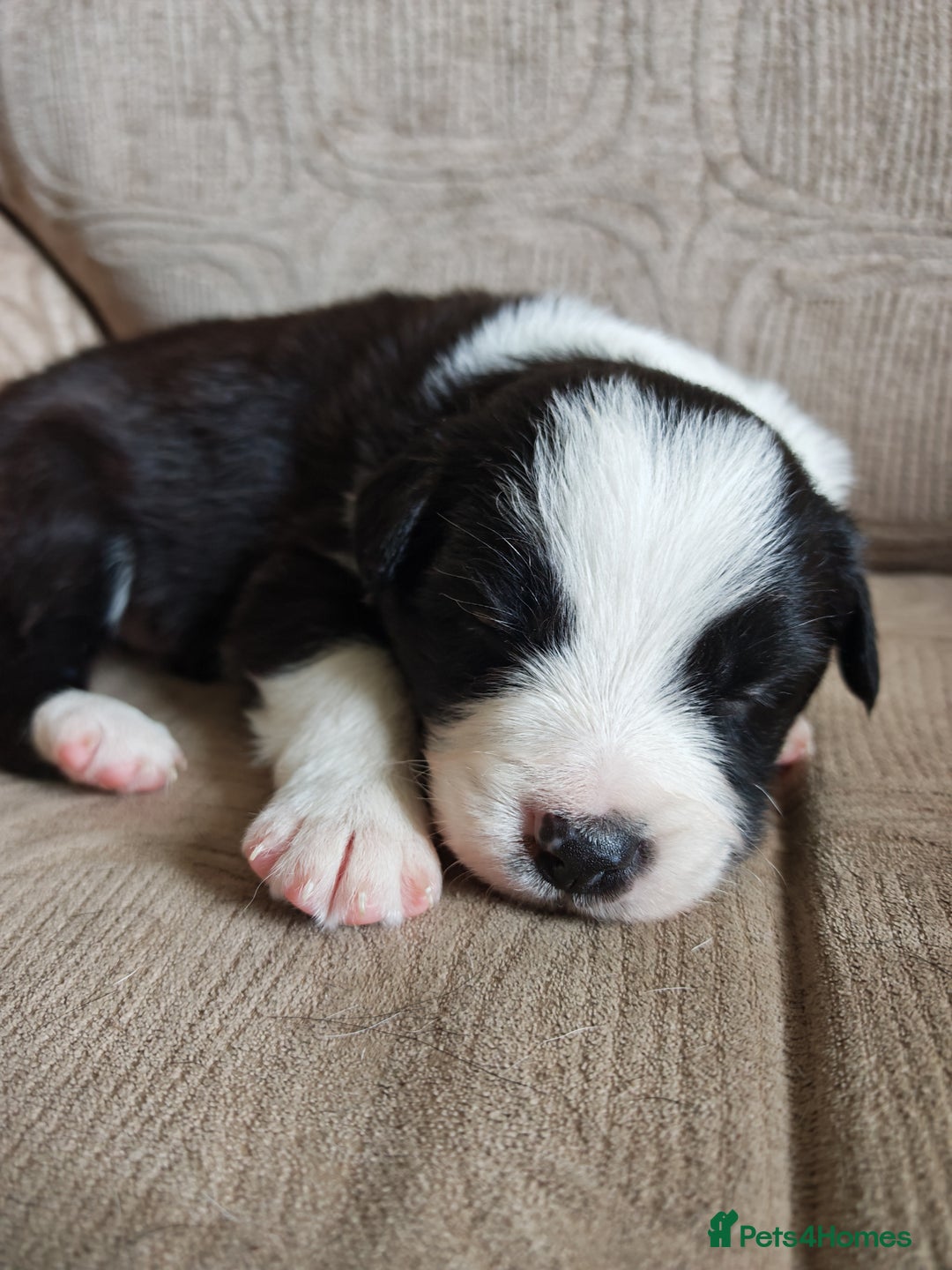 Border Collie dogs for sale: KC registered border collie puppies  - Advert 3