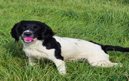 English Springer Spaniel dogs for stud: Black and white springer spaniel for stud  - Image 6