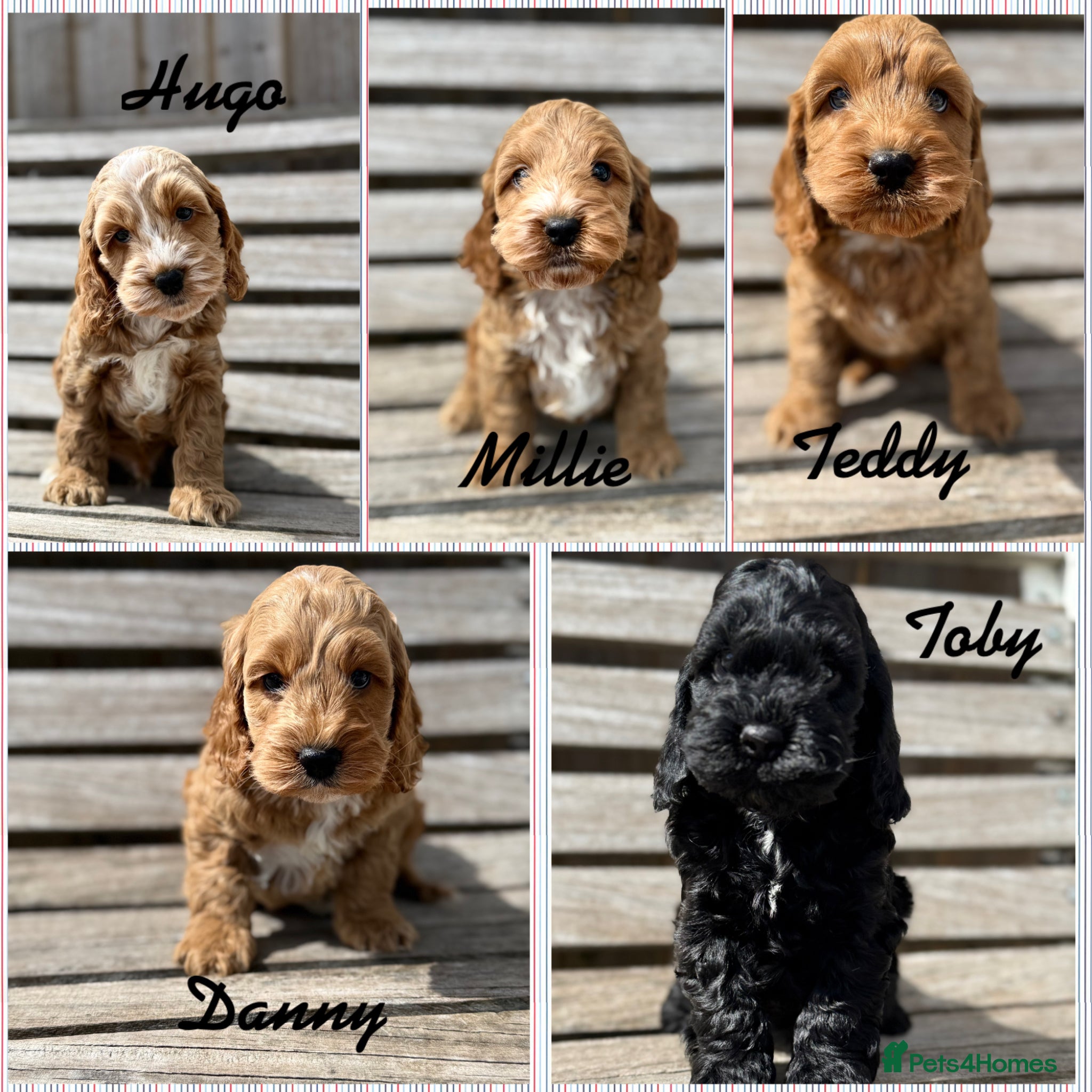 Cockapoo dogs Beautiful F1 cockapoo puppies - Advert 6