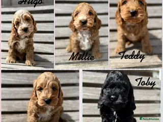 Cockapoo dogs Beautiful F1 cockapoo puppies - Advert 6