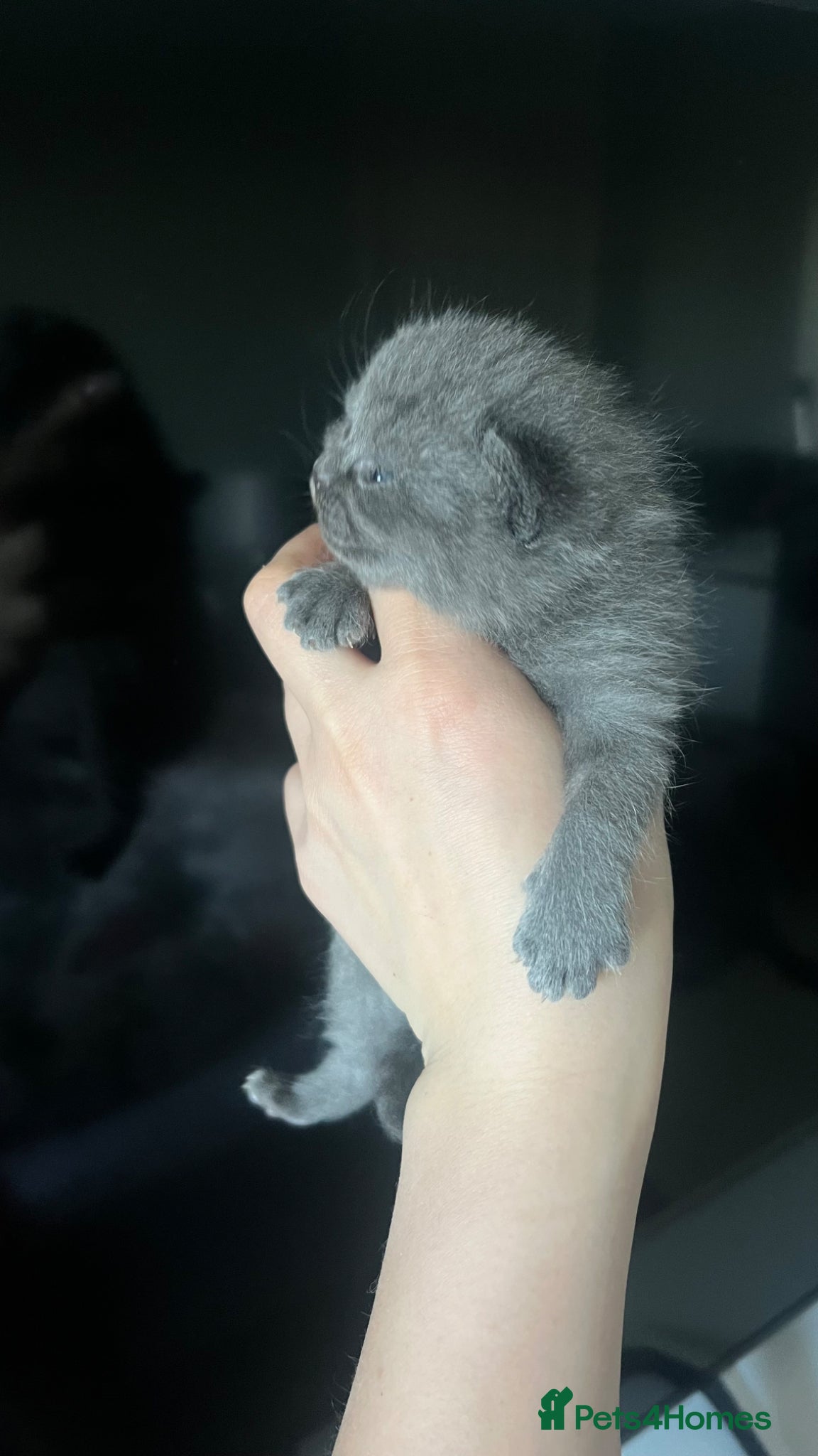 British Shorthair cats British Shorthairs 💙💙💙 - Advert 17