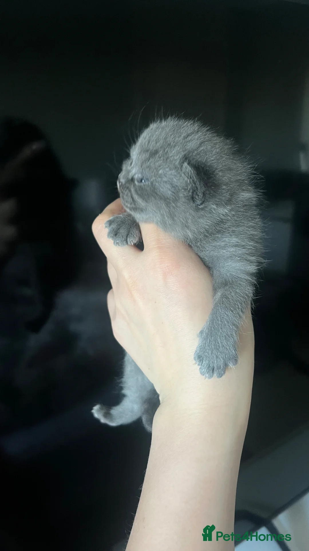 British Shorthair cats for sale: British Shorthairs 💙💙💙 - Advert 1