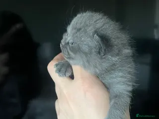 British Shorthair cats British Shorthairs 💙💙💙 - Advert 17